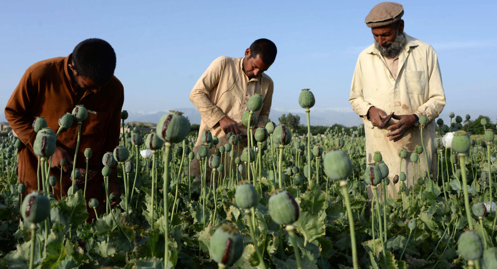 The Current Situation of fight against Narcotics in Afghanistan