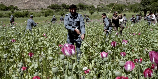 Afghanistan: problems in struggling against narcotics