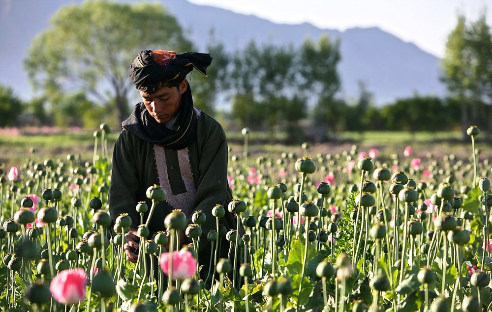 Drugs: the biggest challenge of Afghanistan and the countries in the region